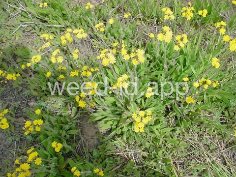 hawkweed, yellow